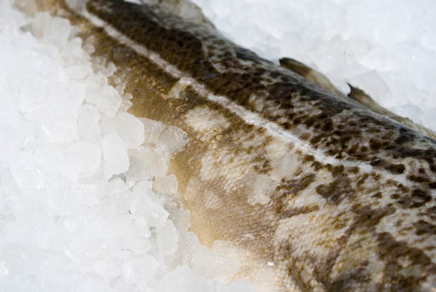 Skrei in 4 Gängen (1 von 1)-2