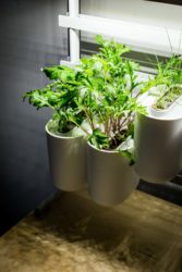 Pret a Pousser-15 Prêt à Pousser