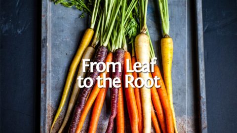 From Leaf to the Root