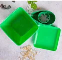 71mUlNdpAUL._AC_SL1000_ Avocado